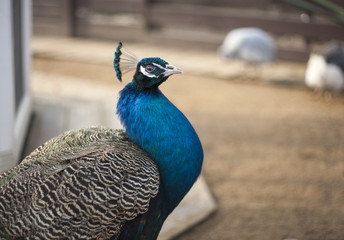 Fototapeta premium великолепный павлин в зоопарке