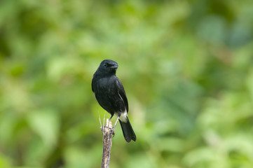 Pied Bushchat