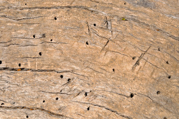 Tronco de árbol