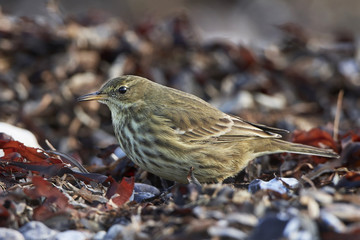 Eurasian rock pipit (Anthus petrosus)