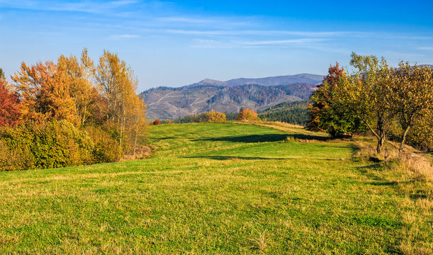 forest in red foliage on sunny autumn day