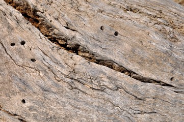 Fondo de corteza de tronco de árbol