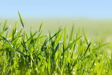 eine Frühlingswiese mit Tautropfen