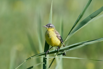 Western yellow wagtail (Motacilla flava)