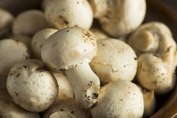 Fototapeta premium Raw Organic Baby Button Mushrooms
