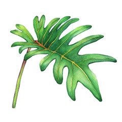 Tropical green leaf of philodendron Xanadu plant. Hand drawn watercolor painting. © arxichtu4ki