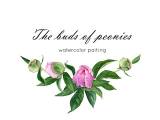 Watercolor vignette of peonies with  buds and leaves. Floral logo. Decoration for cards.