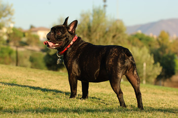 French Bulldog standing on grass yard
