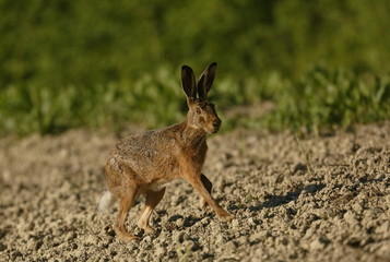 Fototapeta premium Lepre