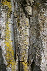 Close up of black poplar tree bark