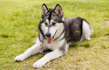 Alaskan Malamute Female Dog Outdoors Portrait
