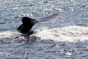 queue de cachalot Martinique1 © maschmitt