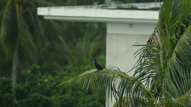 Black cormorant sitting on palm tree