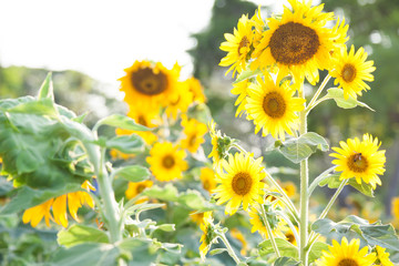 Obraz premium sunflower