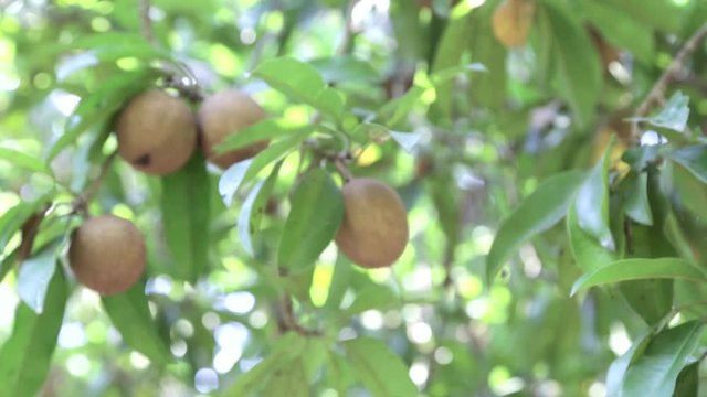 Sapodilla fruits in an organic garden