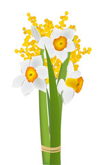 Daffodils and mimosa  spring flowers on white background vector