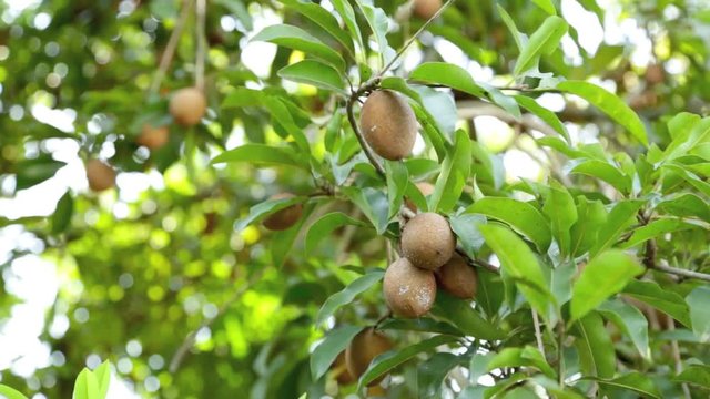 Sapodilla fruits in an organic garden