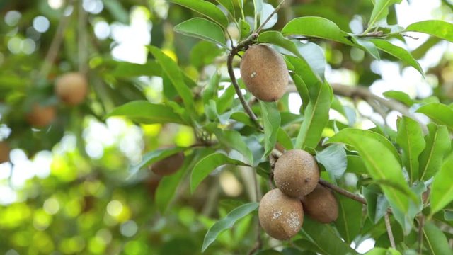 Sapodilla fruits in an organic garden