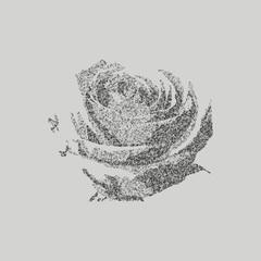 beautiful rose in the style of black and white engraving.
