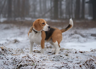 Beagle on a walk in the spring woods
