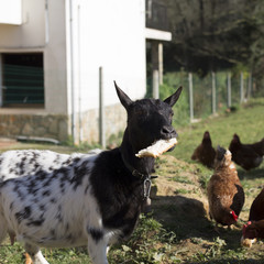 A female goat is eating bread