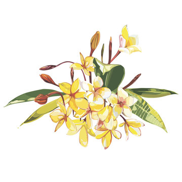 Illustration with realistic watercolor Plumeria flowers. Beautiful bouquet with tropical plants on white background. EPS 10