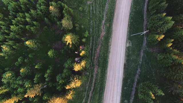 Sunlight in spruce forest in russia , at sunset
