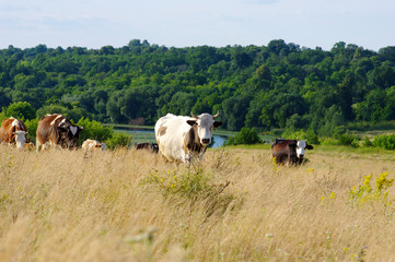 Cows grazing on a field