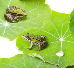 rana esculenta - common european green frog on a dewy leaf