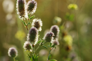Summer flowering grass