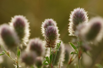 Summer flowering grass
