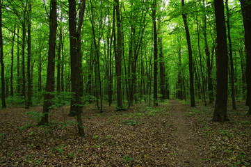 Trees in green forest