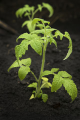 Green pepper lime in the rain