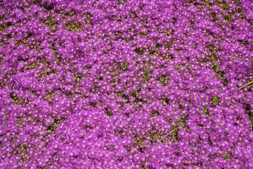 close up shot of a purple flowers
