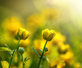 field of spring flowers
