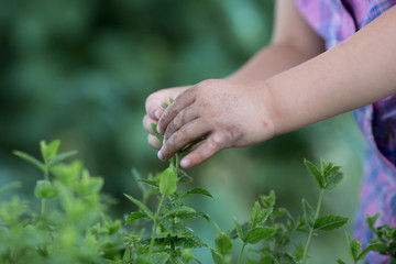 Fototapeta na wymiar young baby caucasian blonde girl pick pepper mint plant at her family urban vegetable garden