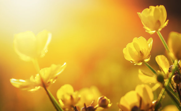 Fototapeta field of spring flowers