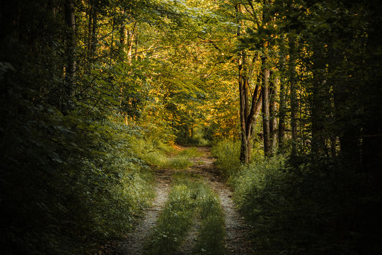 Dirt road through forest