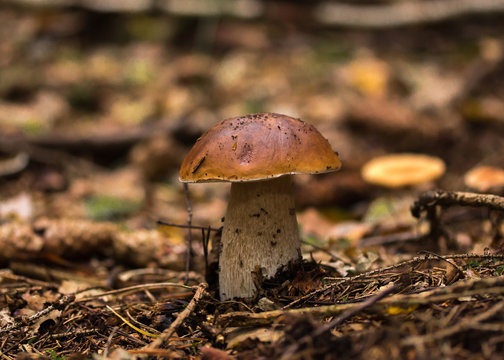 Boletus edulis mushroom