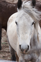 Obraz premium White Horse