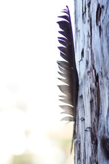 Feather on a pole