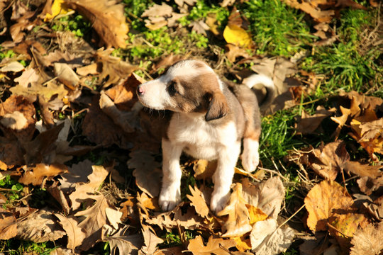close up shot of a puppy on dried fallen leaves
