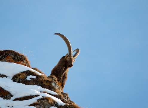Alpen Steinbock