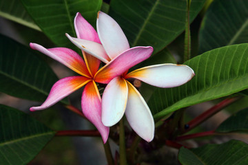 Stunning Plumeria 