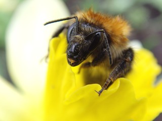 bumblebee