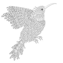 Fantastical Bird coloring book. Amazing sunbird