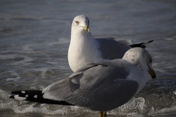 Seagulls