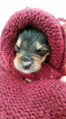 Cucciolo appena nato © gladiatri