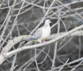Camouflaged Mourning Dove (Zenaida macroura) in late winter in California.