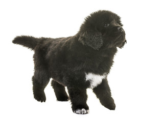 puppy newfoundland dog